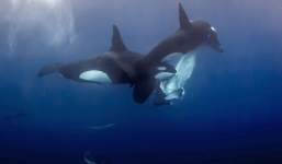 Cá voi mẹ đau đớn nhìn cá heo tấn công con đến chết