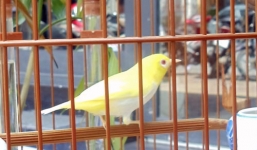 Đại gia Hà thành chi trăm triệu sở hữu Nữ hoàng chim cảnh