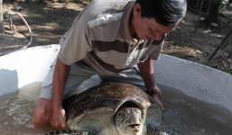 Cụ rùa 'khủng' nặng 68kg, trên 100 tuổi ở chùa Như Pháp