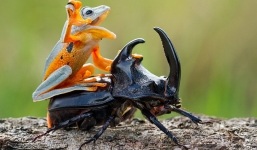 Ấn tượng với những màn 'cưỡi' kỳ thú trong thế giới động vật