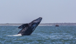 Bị cá voi xám nhảy đè lên người, nữ du khách Canada thiệt mạng