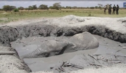 Giải cứu voi mắc kẹt dưới vũng bùn sâu