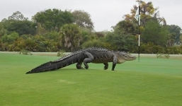 Hoảng hồn cá sấu khổng lồ bò lên sân golf
