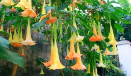 Sự thật 'hơi thở của quỷ' mang độc tố gây ảo giác