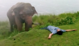 Người đàn ông say rượu mất tai vì 'gây gổ' với voi