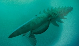 Tìm thấy tôm hùm to như con người ở Morocco