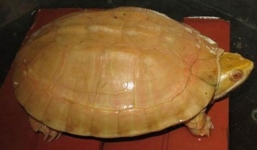 Đại gia đãi tiệc rùa vàng linh khí 50 triệu/con, tu hài 5 triệu/con 