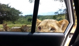 Hoảng hồn vì sư tử dùng răng mở cửa ôtô của du khách