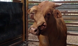 Bò hai mặt gây xôn xao ở Australia