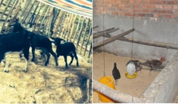 Còn bao nhiêu dê, gà lạc vào chuồng 'quan' xã, huyện?