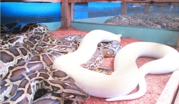 Đại gia Việt chi nghìn đô mua trăn đột biến làm cảnh