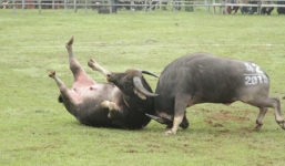 Hy hữu Lễ hội Chọi trâu: Trâu không chọi vì nhận ra 'anh em'