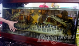 Mãng xà đại hổ chúa trong bể rượu nhà nữ đại gia Lào Cai