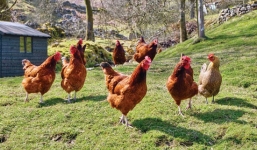 Yêu cầu làm rõ vụ 1.250 con gà hộ nghèo 'lạc' vào nhà Chủ tịch xã