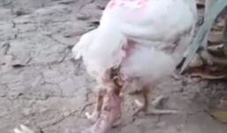 Gà 4 chân kì lạ ở Thái Lan