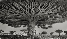 Chiêm ngưỡng những loài cây hoang dã già cỗi nhất trên thế giới