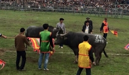 Cặp trâu quyết không 'đấu' vì nhận ra anh em trong lễ hội chọi trâu Phúc Thọ