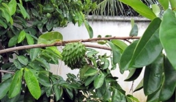 Thương lái lạ mặt lùng thu mua lá mãng cầu xiêm