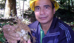 Kho sâm Ngọc Linh 250 tỷ trên đỉnh trời Măng Lùng