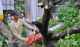 Thư ngỏ gửi Chủ tịch TP Hà Nội về việc chặt 6.700 cây xanh gây xôn xao