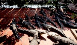 Đại gia “cá sấu nghìn con” khủng nhất Việt Nam