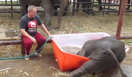 Cảnh tắm thùng hài hước của chú voi con