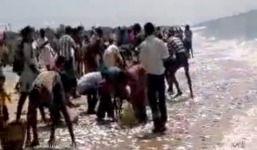  Cảnh tượng đàn cá dạt vào bờ biển hiếm có thú vị