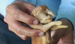 Chuyện lạ: Ngâm chó 'quái dị' trong rượu suốt 17 năm