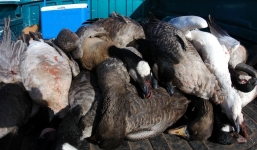 Cơn mưa hàng nghìn con ngỗng chết rơi xuống đường phố Mỹ