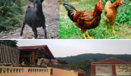 Bí thư huyện “dắt nhầm” dê, chủ tịch xã “nuôi hộ” gà người nghèo