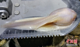 Phát hiện ấu trùng nòng nọc khổng lồ, dài 14 cm quý hiếm