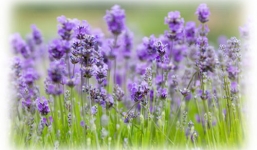 Quá trình hoa nở từ gần 10.000 ảnh đẹp khó tả