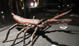 Hình ảnh những quái vật thời tiền sử đã tuyệt chủng trên Trái Đất