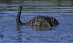 Xuất hiện video mới về quái vật hồ Loch Ness