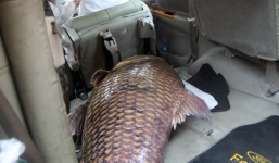 Ngư dân Campuchia bắt được cá hô 'khủng' 135kg trên sông Mê Kông