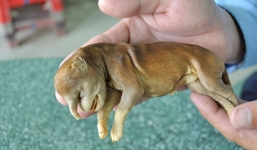 Cận cảnh xác chó hình đầu voi ngâm rượu 17 năm không phân hủy