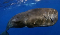 Phân cá nhà táng giá tiền tỉ đắt hơn vàng