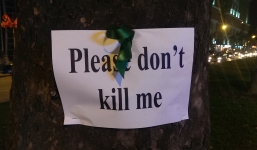 Hà Nội: Hàng trăm cây xà cừ bất ngờ biết 'kêu cứu'