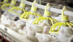 Vòng đời 35 ngày của một chú gà KFC