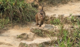 Vây bắt khỉ 'lạ' tấn công du khách trên đỉnh Bàn Cờ, Đà Nẵng
