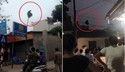 Chàng trai Vĩnh Phúc ngồi trên ngọn cau suốt 3 tiếng