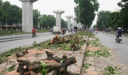 Chặt cây Hà Nội: Anh em GS Nguyễn Lân Dũng 'đá nhau'