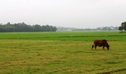 Một phụ nữ mất tích bí ẩn trong lúc đi chăn bò