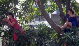 Hai người phụ nữ Hà Nội “cố thủ” trên cành để phản đối chặt hạ cây là ai?