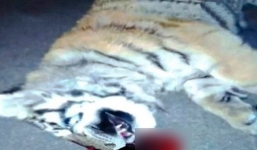 Đại gia nuôi hổ quý trên tầng 11, hổ rơi chết thảm