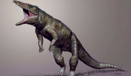 Ngắm cá sấu đi bằng 2 chân từng thống trị trái đất trước khủng long