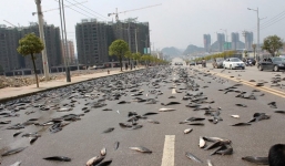 Ngỡ ngàng cảnh 6,8 tấn cá tra tràn ngập trên đường phố Trung Quốc