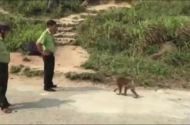 Video: Vây bắt khỉ đực tấn công khách du lịch ở Đà Nẵng