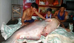 Cận cảnh thủy quái Mekong trong nồi lẩu trăm triệu đại gia Sài Gòn