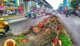 Hà Nội chặt cây xanh: 21 câu hỏi Hà Nội chưa trả lời báo chí là gì?